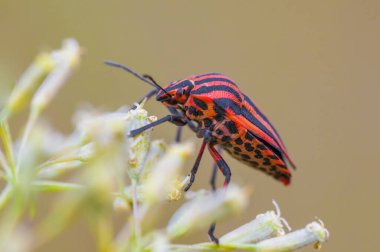 Çayırdaki bir bitkinin üzerinde küçük bir böcek.