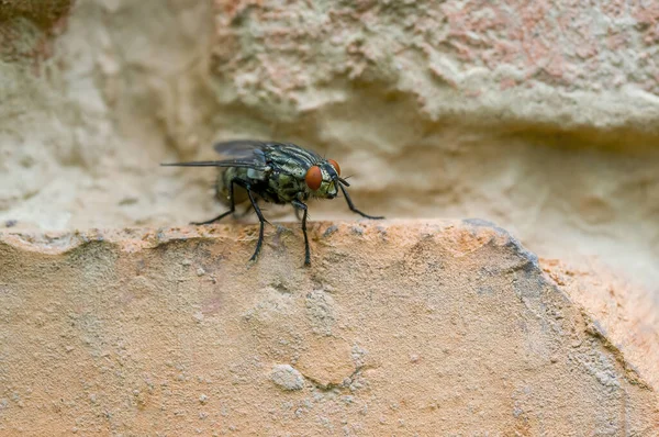 Petit Insecte Mouche Sur Une Plante Dans Les Prairies — Photo