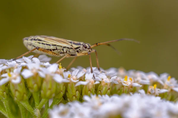 Malý Broučí Hmyz Rostlině Loukách — Stock fotografie