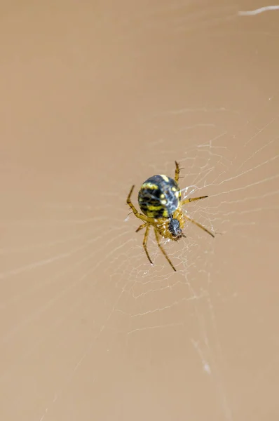 Ein Kleines Spinneninsekt Auf Einer Pflanze Auf Den Wiesen — Stockfoto