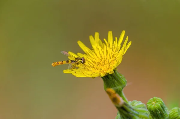 Malý Vosí Hmyz Rostlině Loukách — Stock fotografie