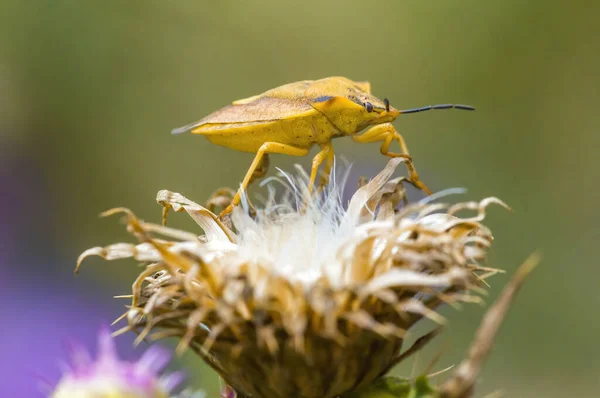 草原の植物に小さなカブトムシの昆虫 — ストック写真