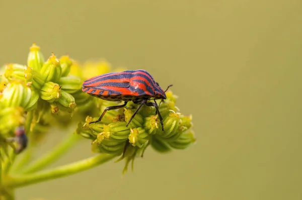 Small Beetle Insect Plant Meadows — Stock Photo, Image