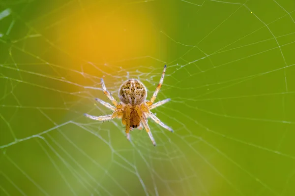 Petit Insecte Araignée Sur Une Plante Dans Les Prairies — Photo