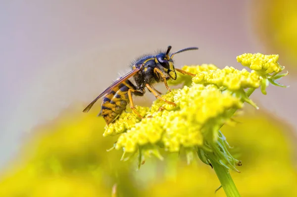 草地上植物上的小黄蜂昆虫 — 图库照片