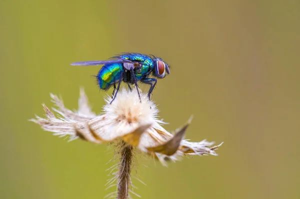 Een Klein Vliegeninsect Een Plant Weiden — Stockfoto