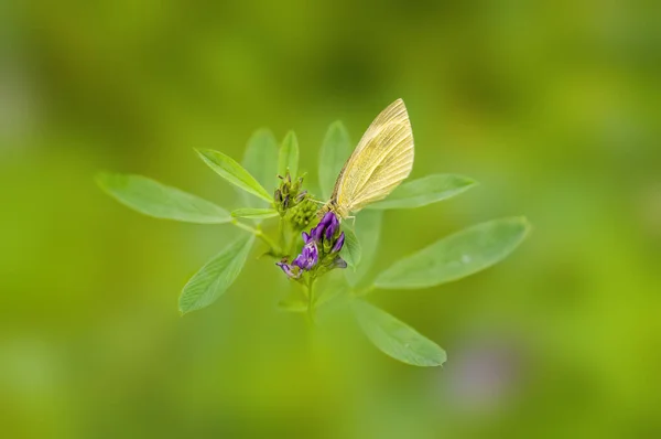 Çayırdaki Bir Bitkinin Üzerinde Küçük Bir Kelebek Böceği — Stok fotoğraf