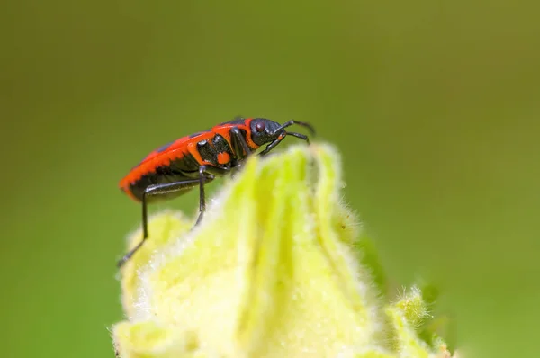 Small Beetle Insect Plant Meadows — Stock Photo, Image