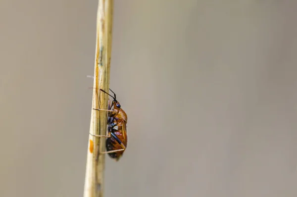 草地上植物上的小甲虫 — 图库照片