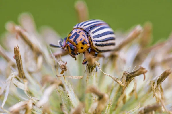 Small Beetle Insect Plant Meadows — Stock Photo, Image