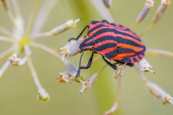 Pequeño Insecto Escarabajo Una Planta Los Prados — Foto de Stock