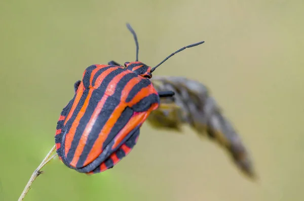 Small Beetle Insect Plant Meadows — Stock Photo, Image