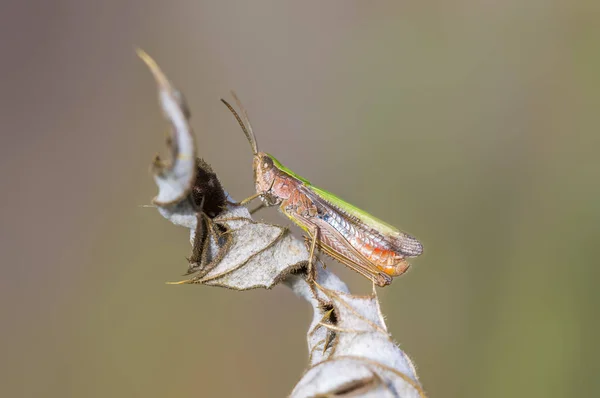 Een Klein Sprinkhaan Insect Een Plant Weiden — Stockfoto