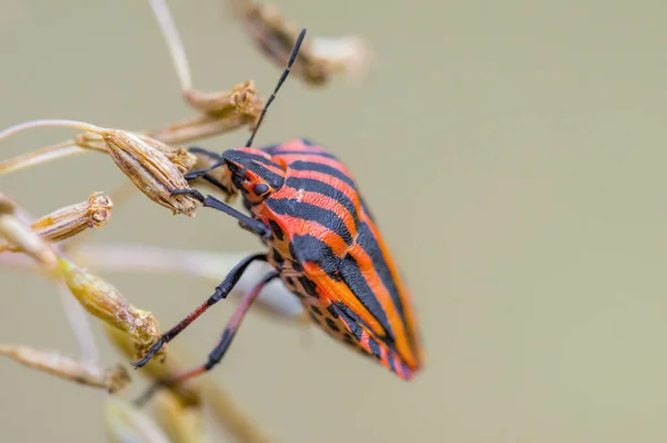 Een Klein Keverinsect Een Plant Weiden — Stockfoto