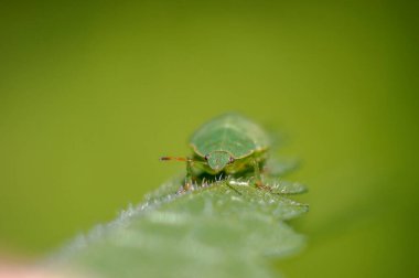 Çayırdaki bir bitkinin üzerinde küçük bir böcek.
