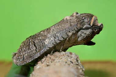 Çayırdaki bir bitkinin üzerinde küçük bir kelebek böceği