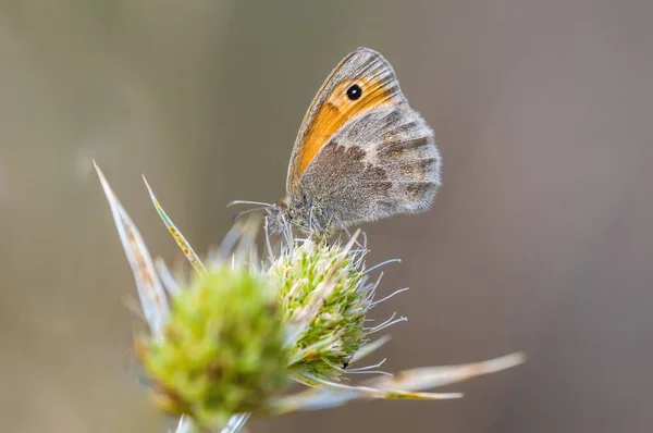 Malý Motýlí Hmyz Rostlině Loukách — Stock fotografie