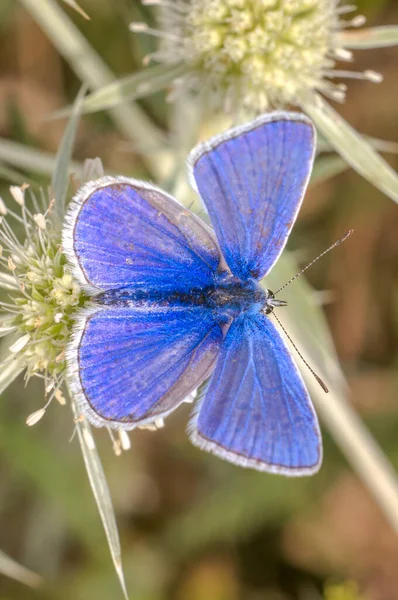 Petit Insecte Papillon Sur Une Plante Dans Les Prairies — Photo