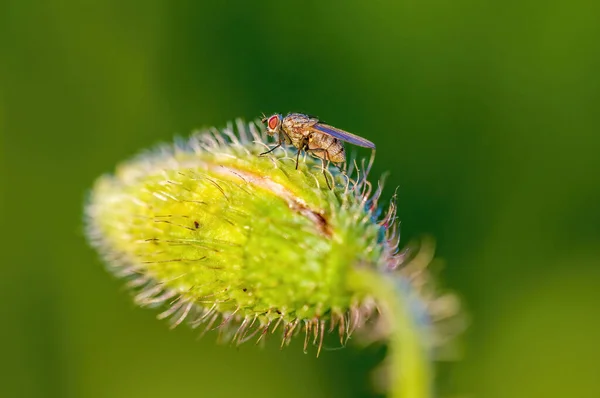 草地上植物上的小苍蝇昆虫 — 图库照片