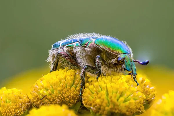 Ein Kleines Käferinsekt Auf Einer Pflanze Auf Der Wiese — Stockfoto
