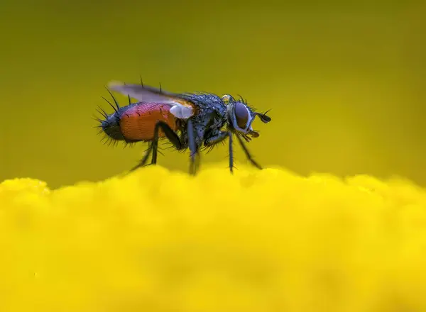 Een Klein Wespeninsect Een Plant Weiden — Stockfoto