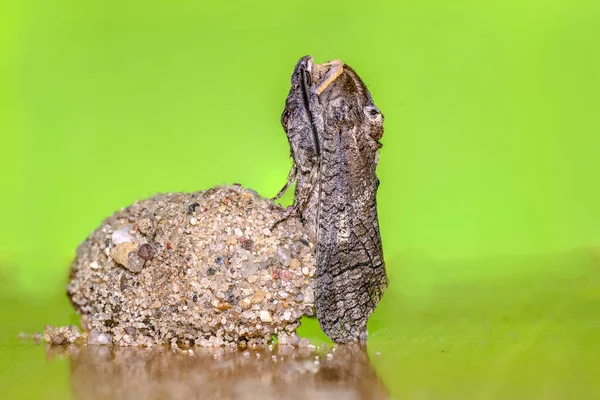 Petit Insecte Papillon Sur Une Plante Dans Les Prairies — Photo