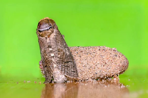 Mały Owad Motyl Roślinach Łąkach — Zdjęcie stockowe