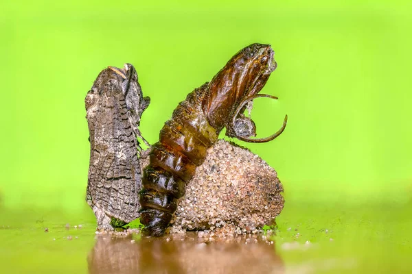Een Klein Vlinder Insect Een Plant Weiden — Stockfoto