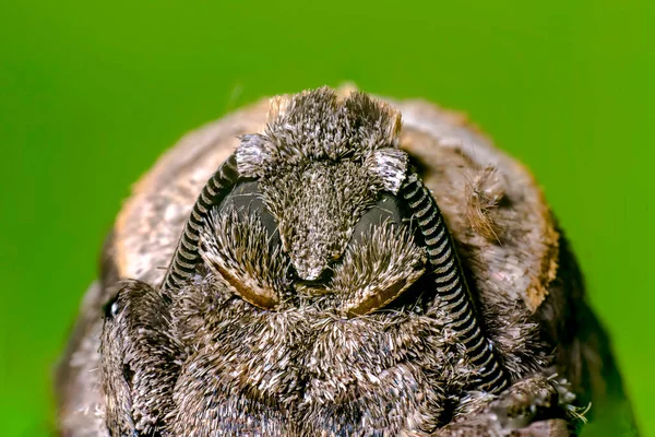 Een Klein Vlinder Insect Een Plant Weiden — Stockfoto