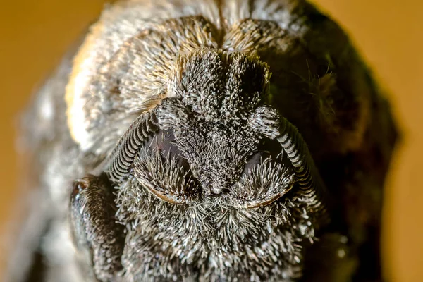 Petit Insecte Papillon Sur Une Plante Dans Les Prairies — Photo