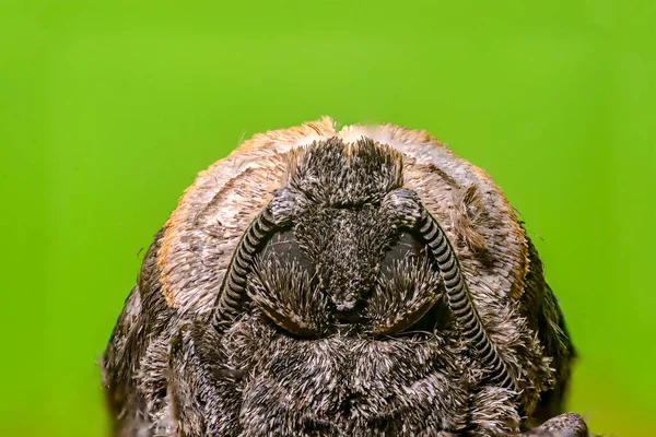 Malý Motýlí Hmyz Rostlině Loukách — Stock fotografie