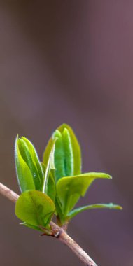 Ormanda yeşil yapraklı taze bir dal.