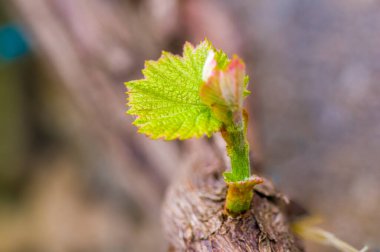 Ormanda yeşil yapraklı taze bir dal.