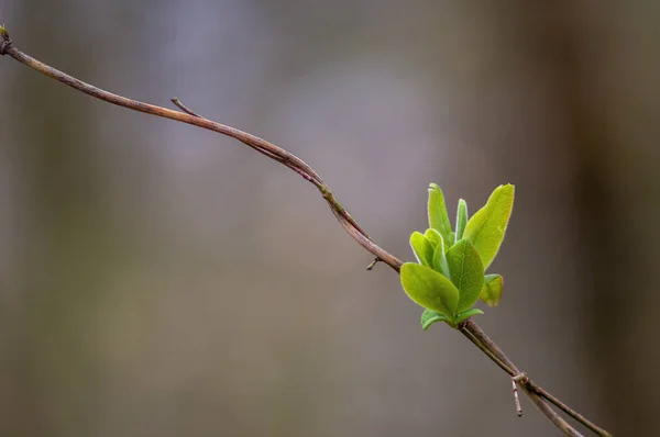 Färsk Gren Med Gröna Blad Skog — Stockfoto