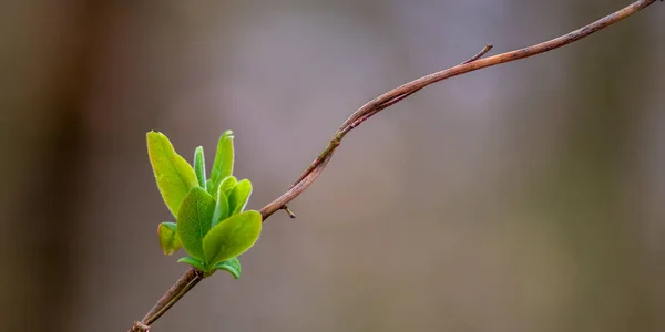 Ormanda Yeşil Yapraklı Taze Bir Dal — Stok fotoğraf