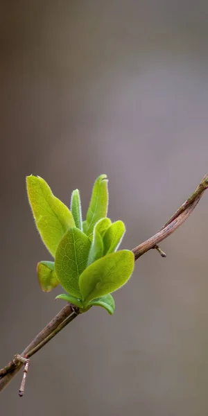 Ormanda Yeşil Yapraklı Taze Bir Dal — Stok fotoğraf