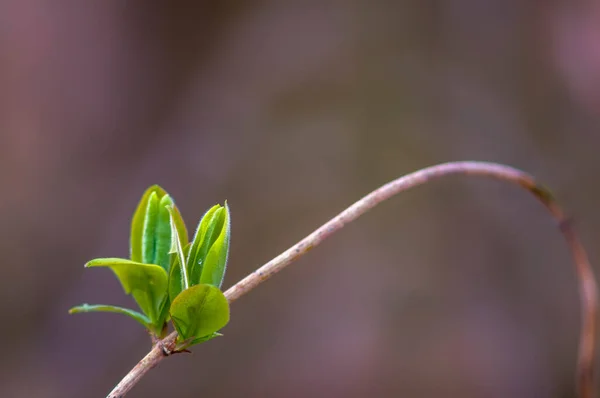 Ramură Proaspătă Frunze Verzi Într Pădure — Fotografie, imagine de stoc