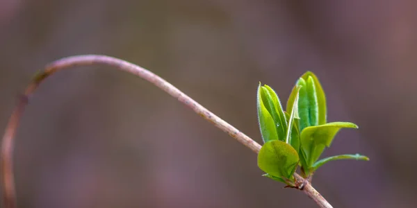 Färsk Gren Med Gröna Blad Skog — Stockfoto