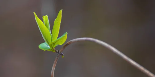 Ramură Proaspătă Frunze Verzi Într Pădure — Fotografie, imagine de stoc