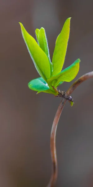 Свіжа Гілка Зеленим Листям Лісі — стокове фото