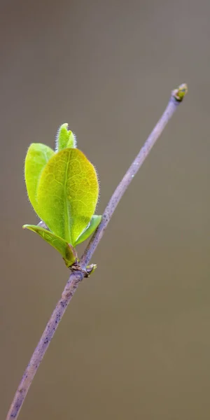 森に緑の葉を持つ新鮮な枝が — ストック写真