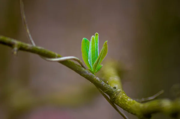 Een Verse Tak Met Groene Bladeren Een Bos — Stockfoto