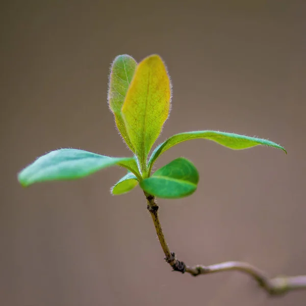 Świeża Gałąź Zielonymi Liśćmi Lesie — Zdjęcie stockowe