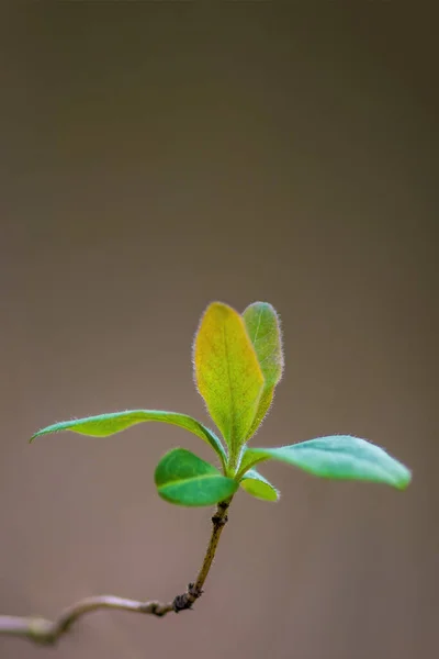 Ormanda Yeşil Yapraklı Taze Bir Dal — Stok fotoğraf