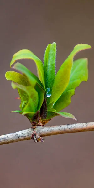 Färsk Gren Med Gröna Blad Skog — Stockfoto