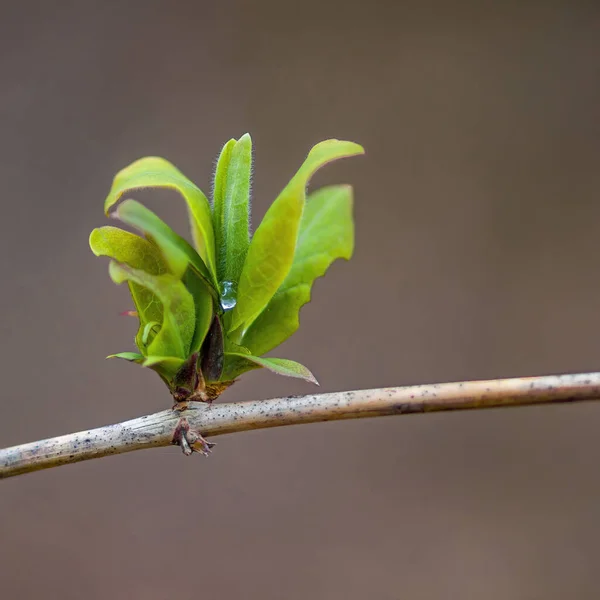 Svěží Větev Zelenými Listy Lese — Stock fotografie
