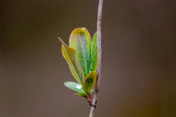 Une Branche Fraîche Aux Feuilles Vertes Dans Une Forêt — Photo