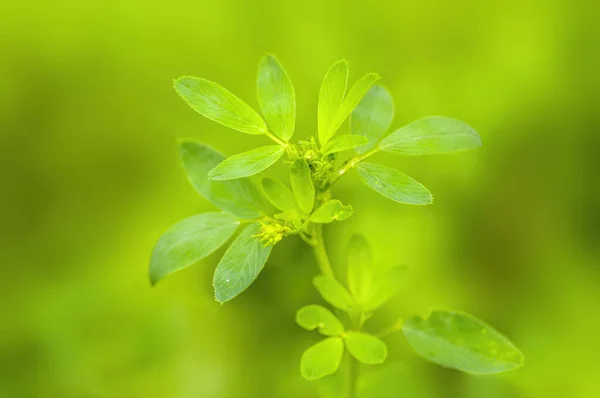 Una Rama Fresca Con Hojas Verdes Bosque —  Fotos de Stock