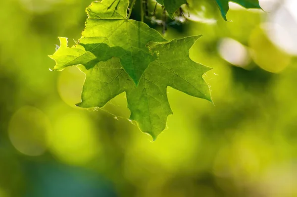 Ormanda Yeşil Yapraklı Taze Bir Dal — Stok fotoğraf