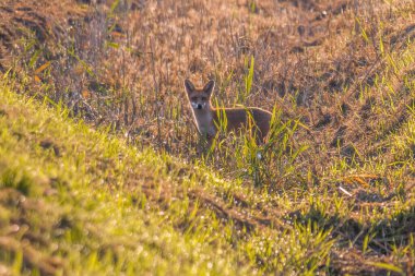 Kızıl tilki çayırda avlanıyor.